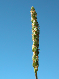 Plantago serpentina (click per ingrandire l'immagine)