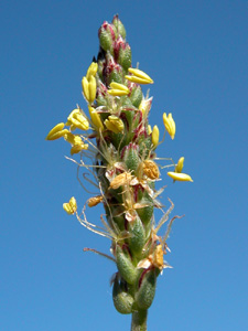 Plantago serpentina (click per ingrandire l'immagine)