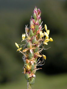 Plantago serpentina (click per ingrandire l'immagine)