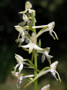 Platanthera bifolia (click per ingrandire l'immagine)