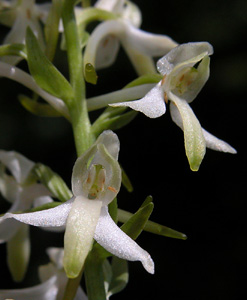 Platanthera bifolia (click per ingrandire l'immagine)