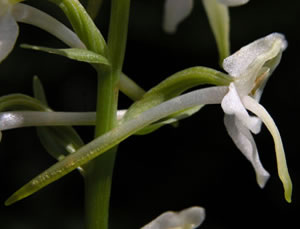 Platanthera bifolia (click per ingrandire l'immagine)