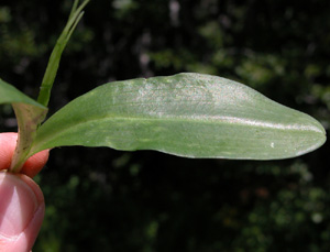 Platanthera bifolia (click per ingrandire l'immagine)