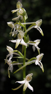 Platanthera bifolia (click per ingrandire l'immagine)