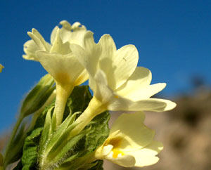 Primula vulgaris (click per ingrandire l'immagine)