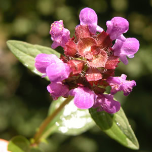 Prunella vulgaris (click per ingrandire l'immagine)