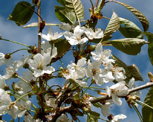 Prunus avium (click per ingrandire l'immagine)