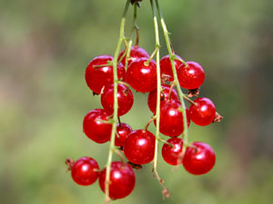 Ribes alpinum (click per ingrandire l'immagine)