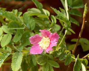 Rosa pendulina (click per ingrandire l'immagine)