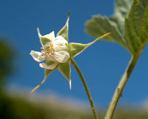 Rubus idaeus (click per ingrandire l'immagine)