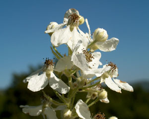 Rubus ulmifolius (click per ingrandire l'immagine)