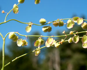 Rumex scutatus (click per ingrandire l'immagine)