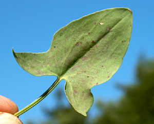 Rumex scutatus (click per ingrandire l'immagine)