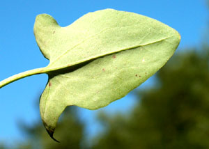 Rumex scutatus (click per ingrandire l'immagine)