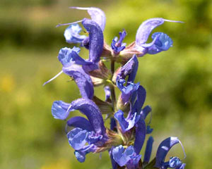 Salvia pratensis (click per ingrandire l'immagine)