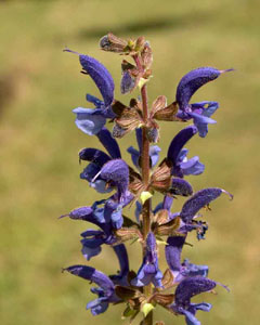 Salvia pratensis (click per ingrandire l'immagine)