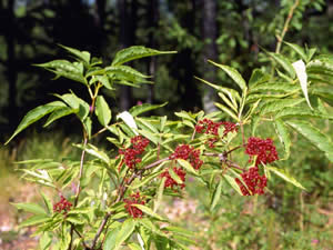 Sambucus racemosa (click per ingrandire l'immagine)