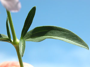 Saponaria officinalis (click per ingrandire l'immagine)