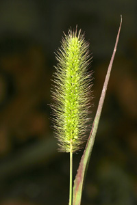 Setaria viridis (click per ingrandire l'immagine)