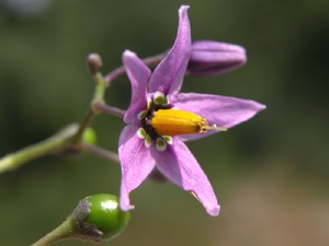 Solanum dulcamara (click per ingrandire l'immagine)