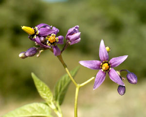 Solanum dulcamara (click per ingrandire l'immagine)