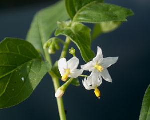 Solanum nigrum (click per ingrandire l'immagine)