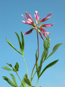 Trifolium alpinum (click per ingrandire l'immagine)