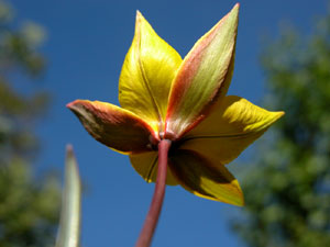Tulipa australis (click per ingrandire l'immagine)