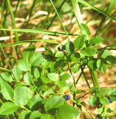 Vaccinium myrtillus (click per ingrandire l'immagine)