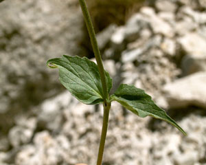 Valeriana montana (click per ingrandire l'immagine)