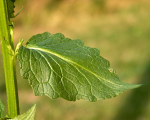 Verbascum nigrum (click per ingrandire l'immagine)