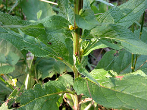 Verbascum nigrum (click per ingrandire l'immagine)