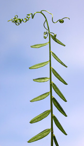 Vicia sylvatica (click per ingrandire l'immagine)
