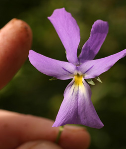 Viola bertoloni (click per ingrandire l'immagine)