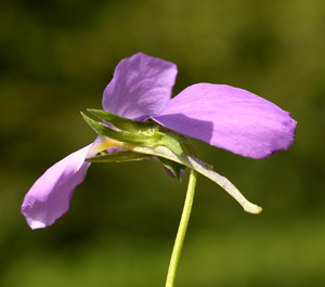 Viola bertoloni (click per ingrandire l'immagine)