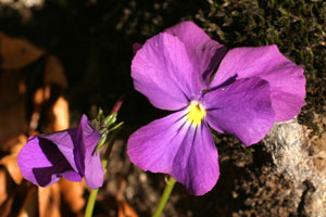 Viola calcarata (click per ingrandire l'immagine)