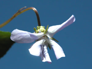 Viola canina (click per ingrandire l'immagine)