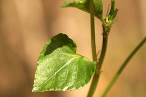 Viola reichembachiana (click per ingrandire l'immagine)