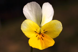 Viola tricolor (click per ingrandire l'immagine)