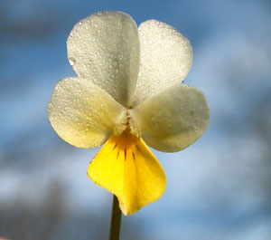 Viola tricolor (click per ingrandire l'immagine)