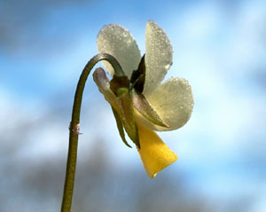 Viola tricolor (click per ingrandire l'immagine)