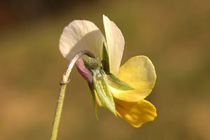 Viola tricolor (click per ingrandire l'immagine)