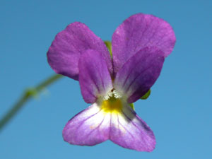 Viola tricolor (click per ingrandire l'immagine)