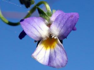 Viola tricolor (click per ingrandire l'immagine)