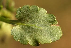 Viola tricolor (click per ingrandire l'immagine)