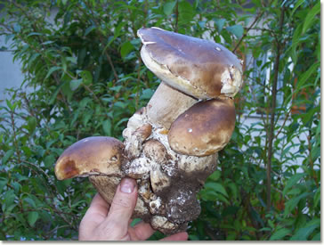 Una scultura... di funghi porcini