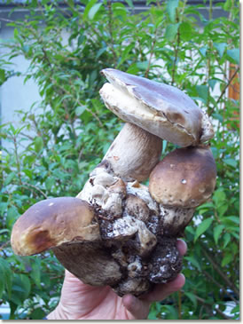 Una scultura... di funghi porcini