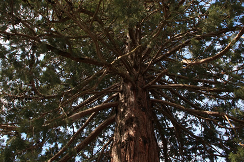 Sequoia di Allegrezze (aprile 2009) - Fotografia di Giacomo Turco