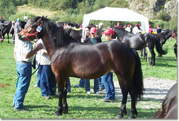 XXVII Mostra provinciale del cavallo Bardigiano, 8 - 9 settembre 2007, Farfanosa